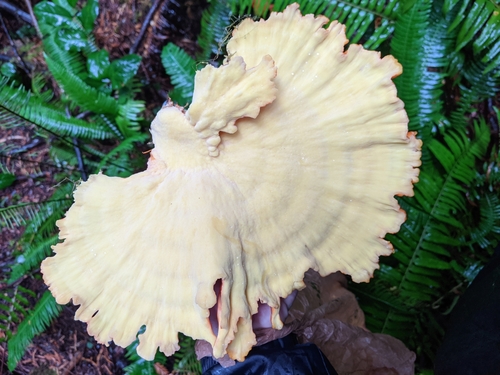 Conifer Chicken of the Woods