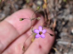 Leptosiphon ambiguus