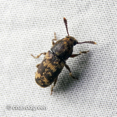 Basitropis nitidicutis