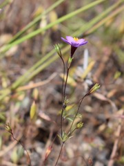 Leptosiphon ambiguus