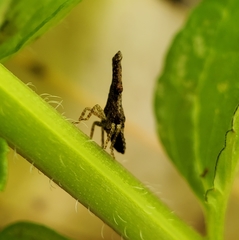 Eurinopsyche obscurata