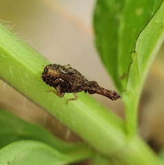 Eurinopsyche obscurata