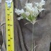 Fluffgrass - Photo (c) Brent Applebaum, some rights reserved (CC BY-NC), uploaded by Brent Applebaum