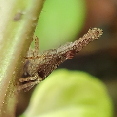 Eurinopsyche obscurata