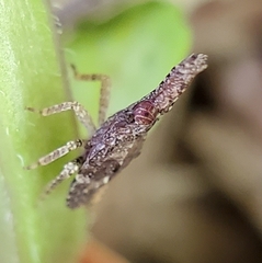Eurinopsyche obscurata