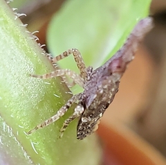 Eurinopsyche obscurata