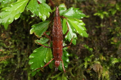 Paragongylopus