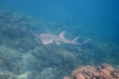 Rhynchobatus australiae