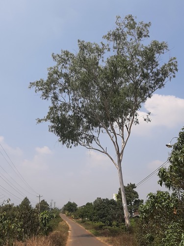 Eucalyptus citriodora iNat (1)