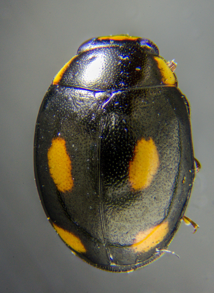 Four-eyed Sigil Lady Beetle