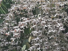 Congea tomentosa