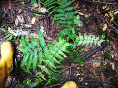 Christella subpubescens