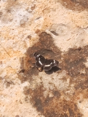 Chlosyne lacinia crocale