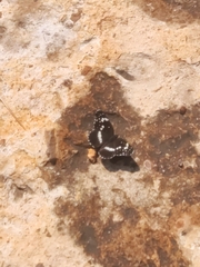 Chlosyne lacinia crocale