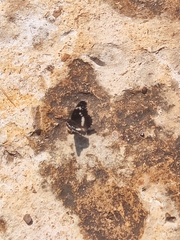 Chlosyne lacinia crocale