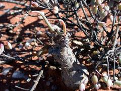 Crassothonna protecta