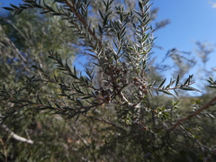 Melaleuca bracteata