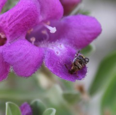 Penthobruchus germaini