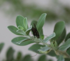 Diptera