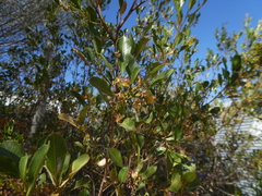 Dodonaea viscosa angustissima