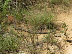 Hemachatus haemachatus