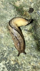 Meghimatium bilineatum