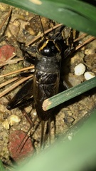 Teleogryllus occipitalis
