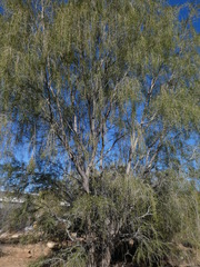 Acacia estrophiolata