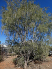 Acacia estrophiolata