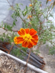 Tagetes patula