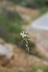 Trihesperus glaucus