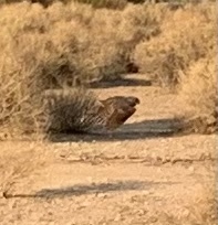 Phalaenoptilus nuttallii