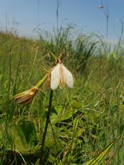Eulophia calanthoides