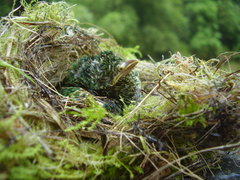 Chrysococcyx cupreus insularum