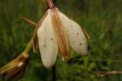 Eulophia calanthoides