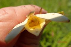 Eulophia calanthoides