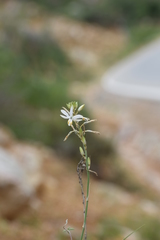 Trihesperus glaucus