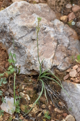 Trihesperus glaucus