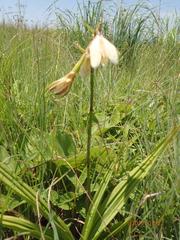 Eulophia calanthoides