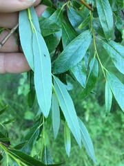 Salix arbusculoides