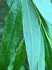 Salix arbusculoides