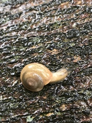 Bradybaena similaris