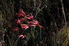 Erica aristata