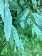 Salix arbusculoides