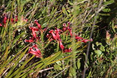 Erica aristata
