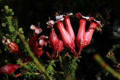 Erica aristata