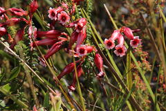 Erica aristata