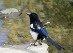 Pica hudsonia