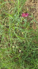 Boerhavia erecta