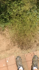 Boerhavia erecta